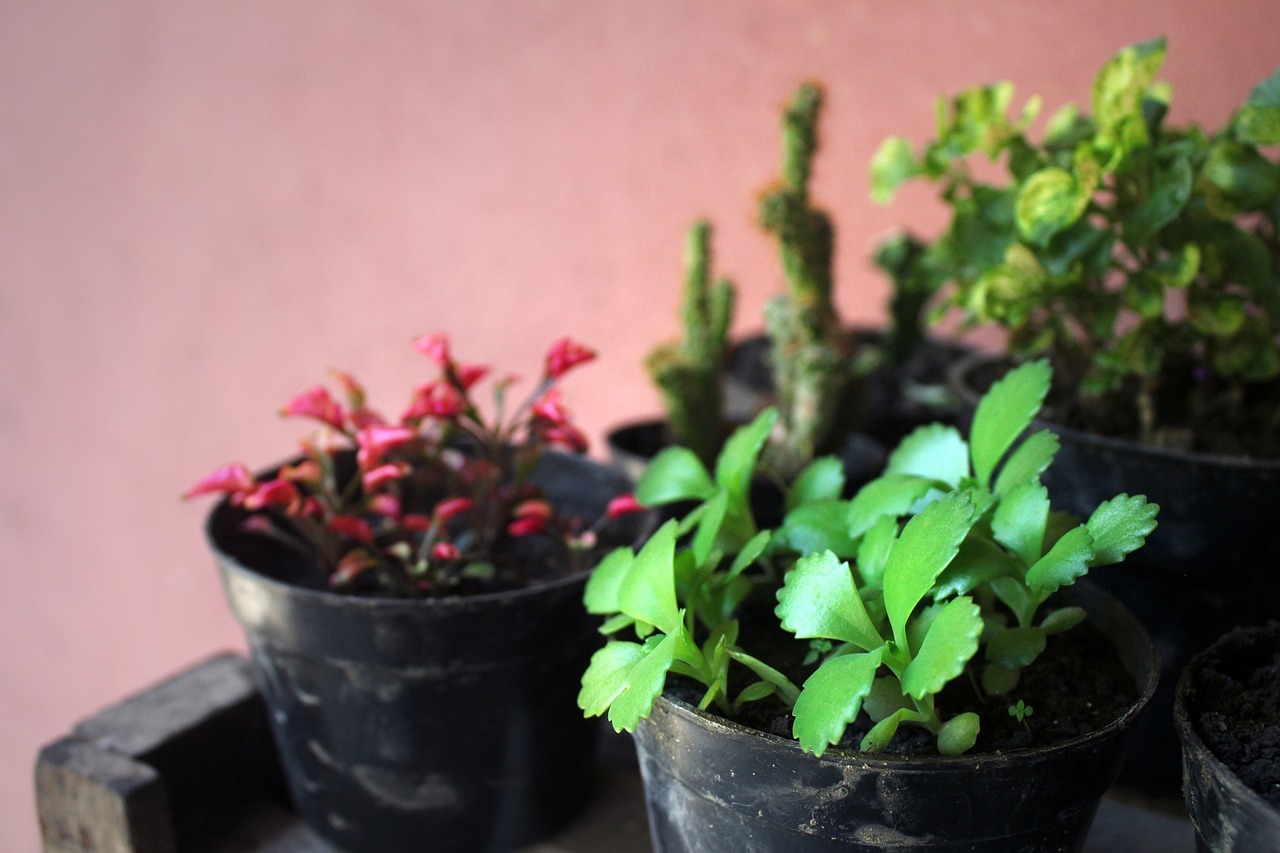 Le guide ultime des plantes d intérieur